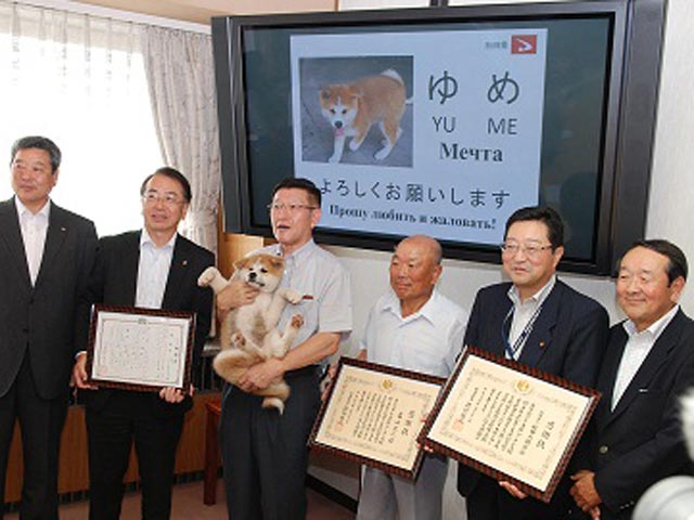 Президенту Владимиру Путину подарили еще одну собачку - из Японии, щенка породы акита-ину, известной по трогательному фильму "Хатико"