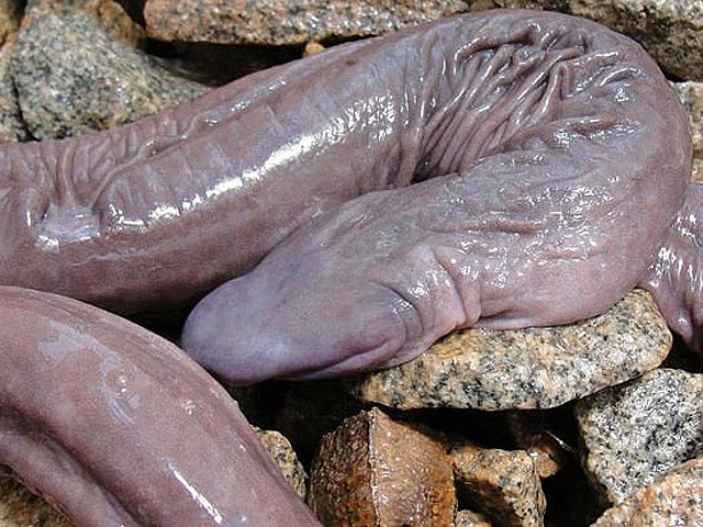Новый вид получил название Atretochoana eiselti. Эксперты условно называют его "гибкой змеей", при этом отмечая, что на самом деле это вовсе не рептилия, а безногое земноводное, ближайшими родственниками которого являются лягушки и саламандры