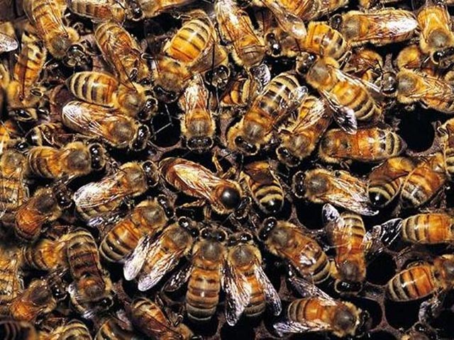 Пасечник был вынужден собрать рой из тысяч пчел, который задержали авиарейс из международного аэропорта Питтсбурга в Нью-Йорке