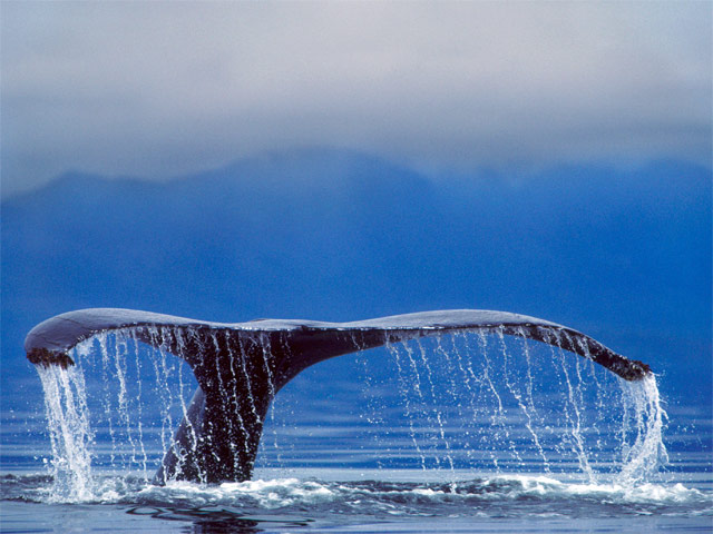 В Австралии в Сиднейской бухте горбатый кит и его детеныш пострадали в результате столкновения с паромом
