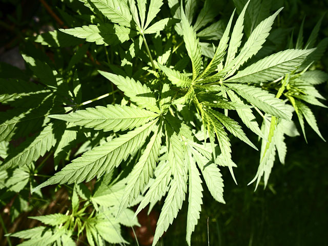 Правительство Уругвая внесло в парламент законопроект, в рамках которого в стране будет легализована марихуана, а государство возьмет под контроль ее производство и распространение