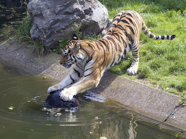 Стражи порядка эвакуировали посетителей зоопарка германского Кельна после того, как из одного из вольеров вырвался тигр и растерзал сотрудницу зоологического сада. Как заявил представитель полиции, животное пришлось застрелить