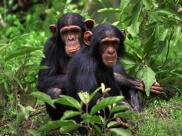 Ученые выяснили, что шимпанзе не только способны учиться друг у друга, но и использовать эту социальную информацию в дальнейшем в целях формирования и поддержания местных традиций