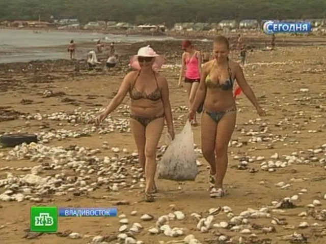 На один из популярных пригородных пляжей тайфуном "Болавен" выбросило тонны морских моллюсков