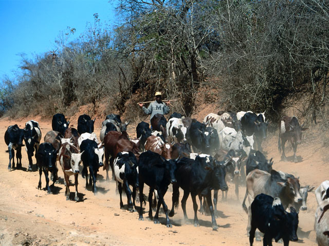 Для жителей Мадагаскара горбатые коровы являются священными, однако при этом этих животных приносят в жертву, а их мясо используют в пищу