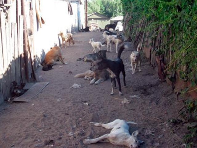 В Воронеже за 1,5 месяца неизвестные отравители убили в приюте 57 собак