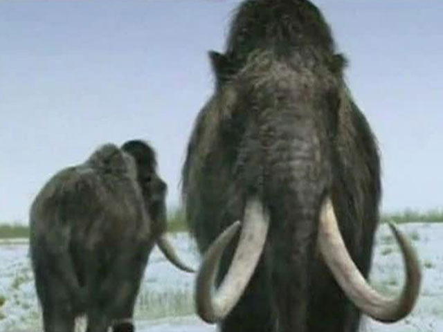 В Усть-Янском районе Якутии участники проходившей в августе международной палеонтологической экспедиции "Яна-2012" обнаружили уникальные материалы по изучению мамонта - в том числе живые клетки доисторического животного