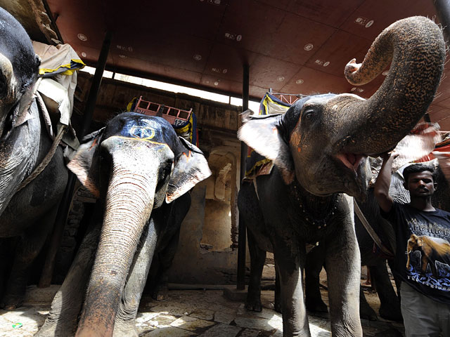 Власти некоторых штатов Индии добиваются похудения священных слонов, которых держат при индуистских храмах