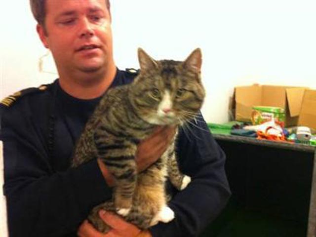 Шведская полиция арестовала "злого и жирного" кота по кличке Оскар, воровавшего еду