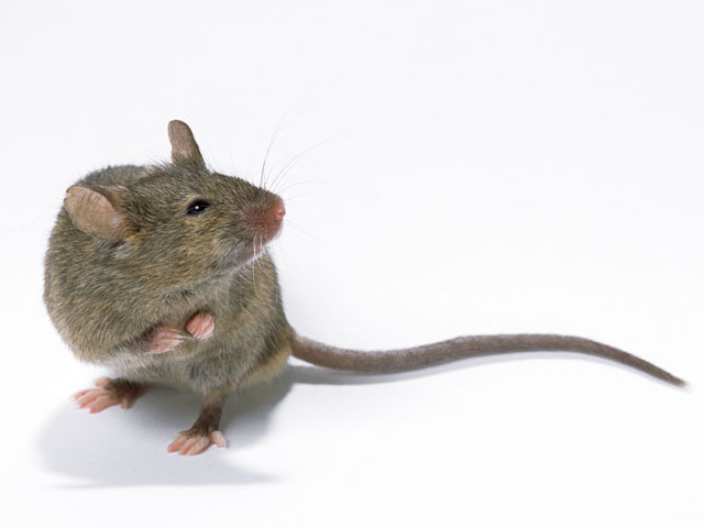 Американские биологи доказали, что мыши обладают музыкальной памятью и умеют заучивать мелодии, которые они слышат