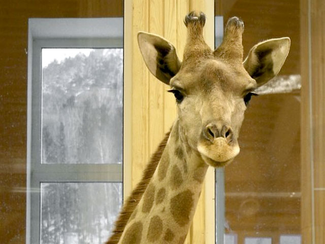 В красноярском парке флоры и фауны "Роев ручей" погибли три из шести жирафов