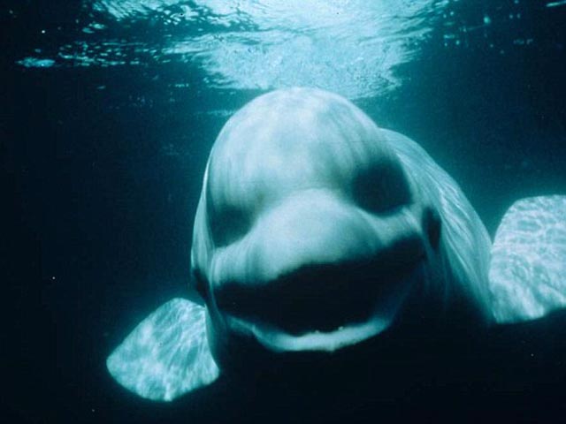 Американские ученые доказали миру, что киты умеют говорить: в Сан-Диего исследователи записали звуки, который издавала белуха, пытаясь имитировать человеческий голос