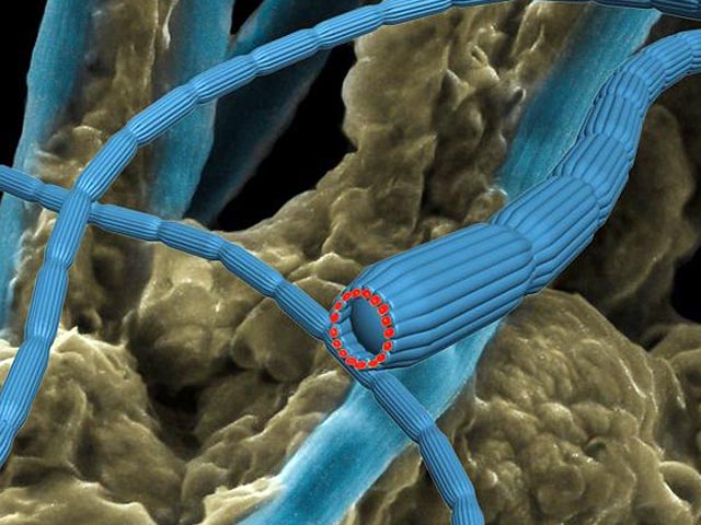 Как оказалось, морское дно буквально опутано живым электрическим кабелем - это бактерии, соединенные в тончайшие длинные нити, очень похожие по структуре на связку проводов в изоляционной обмотке