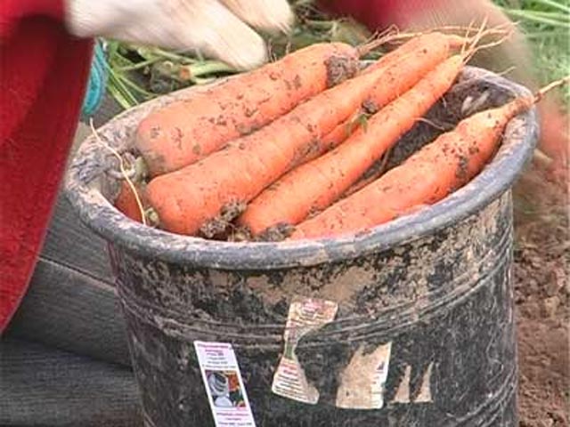 Ученики одной из школ Ульяновской области в течение недели собирали морковь вместо уроков, на поля их отправило руководство школы. Областная прокуратура требует наказать виновных
