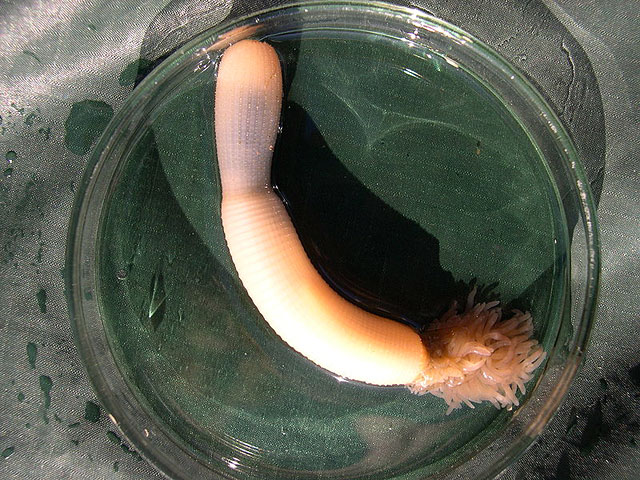 Открытие было сделано при исследовании малоизученного вида морского червя Priapus caudatus (класс приапулид)