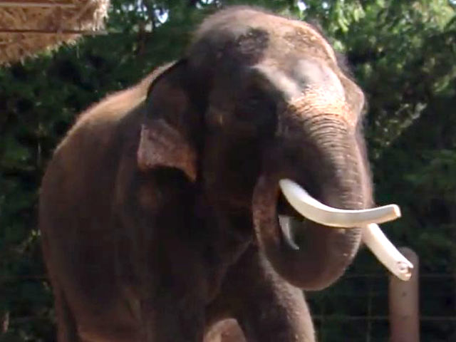 В южнокорейском зоопарке научили говорить слона