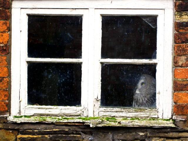 Фотограф-любитель из Кента, Марк Бриджер в интерьвью The Telegraph рассказал, как удивился и даже испугался, когда увидел сову в окне кирпичного здания в сафари-парке недалеко от Ливерпуля