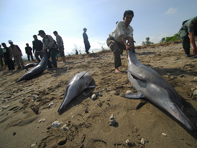На берега двух маленьких островов, находящихся в Бассовом проливе между Австралией и Тасманией, в минувшие выходные выбросились 93 дельфина