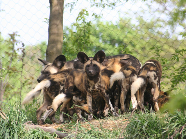 В зоопарке Питтсбурга двухлетнего малыша загрызли африканские дикие собаки 