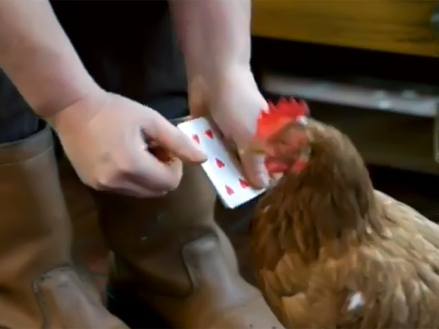 Курица, "уволенная" с птицефабрики после перелома таза, поразила свою новую хозяйку способностью к арифметике - она научилась считать уже до восьми и не останавливается на достигнутом