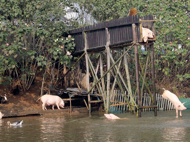 Китайский фермер Хуань Демин из южной китайской провинции Хунань научил своих свиней прыгать с вышки - таким способом он решил улучшить физическое состояние животных и, как следствие, лучше зарабатывать на продаже свинины