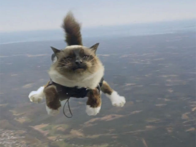 Шведская страховая фирма прославилась, понарошку выбросив из самолета несколько котов-парашютистов
