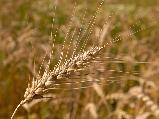 Минсельхоз планирует начать масштабные товарные интервенции на российском рынке зерна только с февраля 2013 года