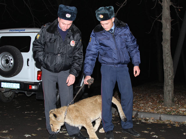 Объявился хозяин львенка, которого нашли дети в Ростовской области