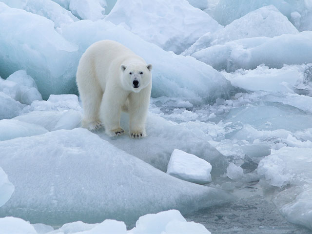 Ученые исследовали северное полушарие и пришли к неутешительным выводам: в 2012 году площадь снега в Арктике и Евразии сократилась до исторического рекорда, минимума достигла также протяженность арктического льда