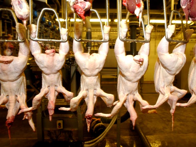 Евросоюз после многолетних переговоров открыл свой рынок для российских мяса птицы и яйца. Российские предприятия получили право поставлять курятину вплоть до розничных магазинов