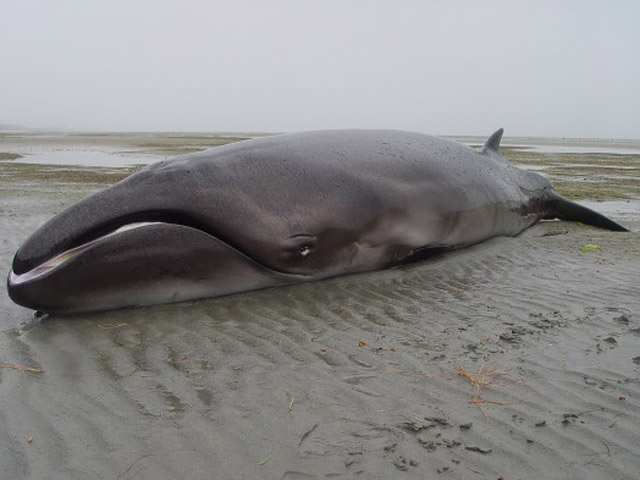 В Новой Зеландии на берег выбросило карликового кита, которого до недавнего времени ученые считали вымершим миллионы лет назад