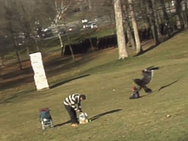 В Канаде орел схватил и поднял в воздух маленького ребенка, гулявшего в парке