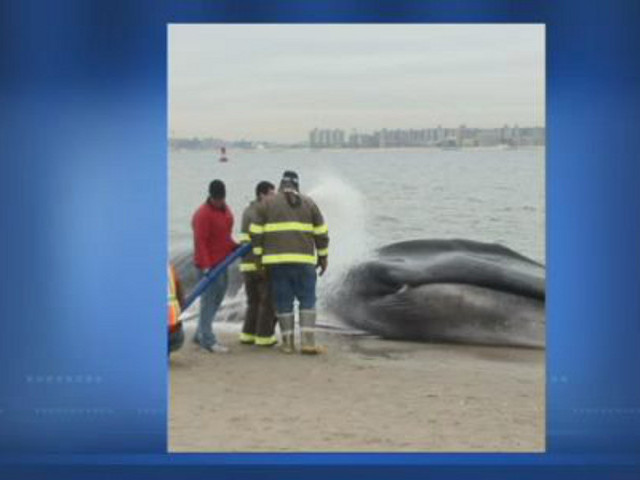 На один из пляжей в нью-йоркском районе Квинс выбросилась 15-метровая самка горбатого кита