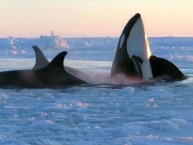Семья паникующих китов-убийц спаслась из ледяного плена в Канаде благодаря ветру