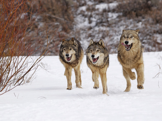 В Якутии из-за нашествия волков с сегодняшнего дня начинается трехмесячный отстрел этих хищников