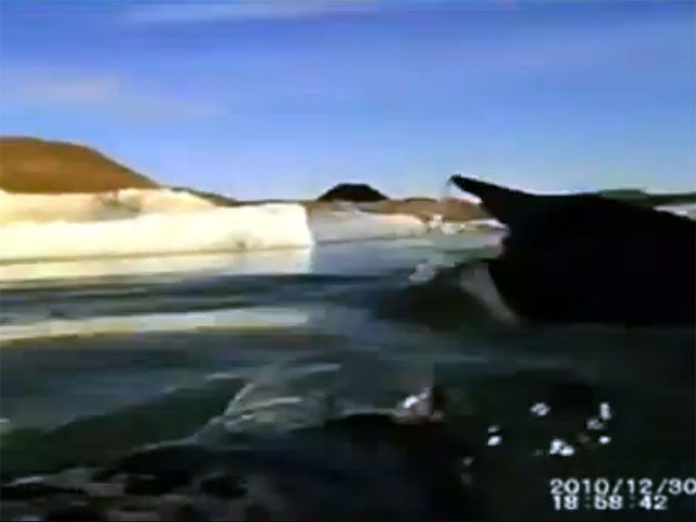 Благодаря крошечным видеокамерам, прикрепленным на спины пингвинов, удалось получить захватывающее видео этих милых и неповоротливых на суше созданий