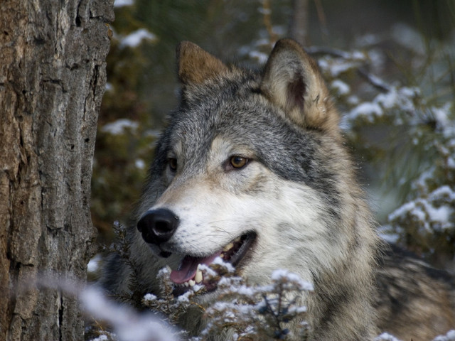Пользователи одной из британских социальных сетей начали сбор подписей против отстрела волков в Якутии