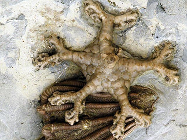 Из Музея динозавров, расположенного в пригороде швейцарского города Цюрих - Аатале, вор похитил древнее ископаемое возрастом 300 миллионов лет, а затем добровольно вернул его, подкинув в почтовый ящик