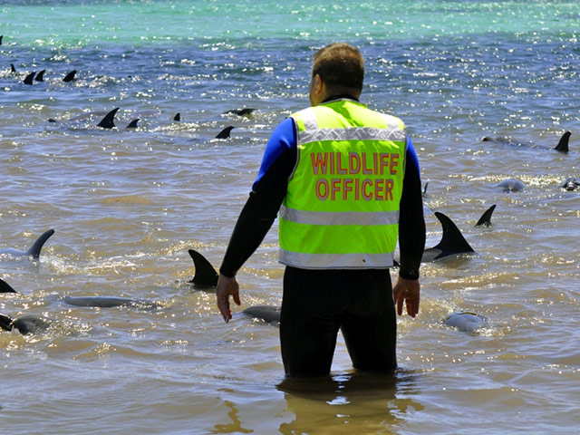 Один из дельфинов вида Stenella attenuate помог спасти стаю своих сородичей, застрявших на мелководье