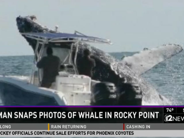 Горбатый кит, "играя в прятки", столкнулся с лодкой, едва не опрокинув ее