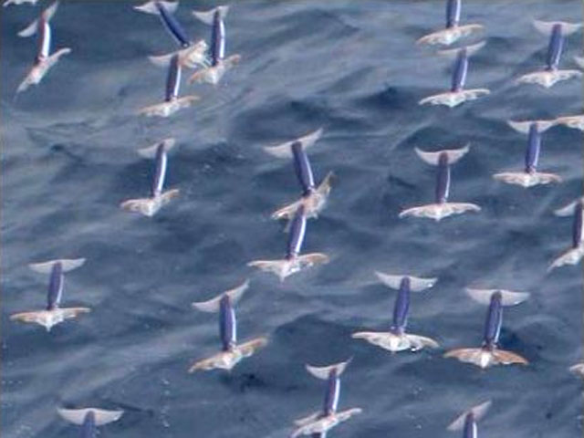 Ученые: кальмары могут пролетать до 30 метров с олимпийской скоростью