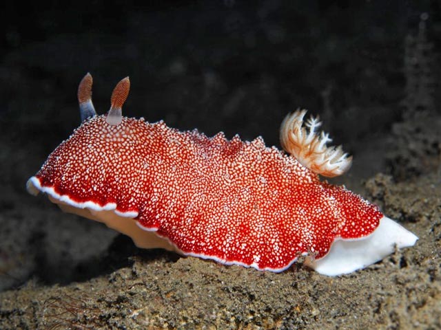 Как передает "Русская служба ВВС", это морской слизняк Chromodoris reticulata, который обитает на коралловых рифах у тихоокеанского побережья Японии