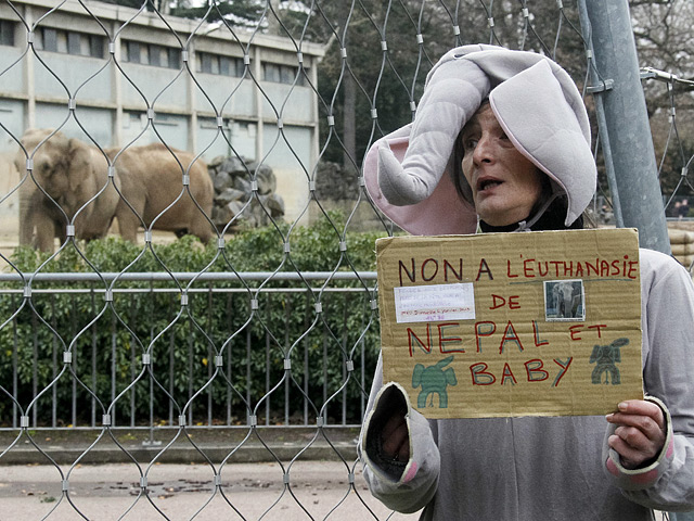 Государственный совет Франции приостановил решение об усыплении двух слонов Лионского зоопарка Бэби и Непала, больных туберкулезом, за которых ранее вступилась актриса Брижит Бардо