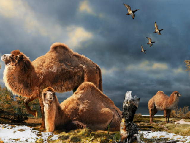 В канадской Арктике 3,5 млн лет назад обитали огромные одногорбые верблюды, которые на треть были крупнее нынешних потомков