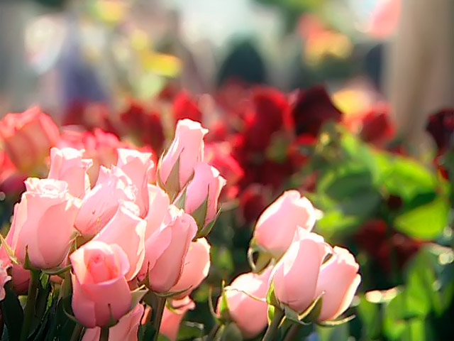 Россиянки больше всего хотят получить 8 марта в подарок огромный букет цветов, украшения или хорошие духи, желательно в приложении к романтическому ужину
