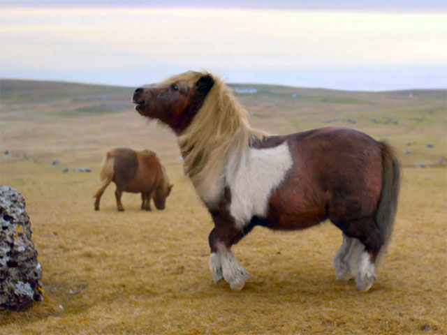 Танцующий шотландский пони по имени Сокс из рекламы британского мобильного интернет-провайдера "3" ("Three") привел в восторг пользователей сети