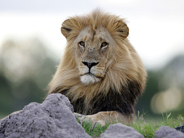Зимбабвийка по имени Шерей Mора умерла после нападения дикого льва