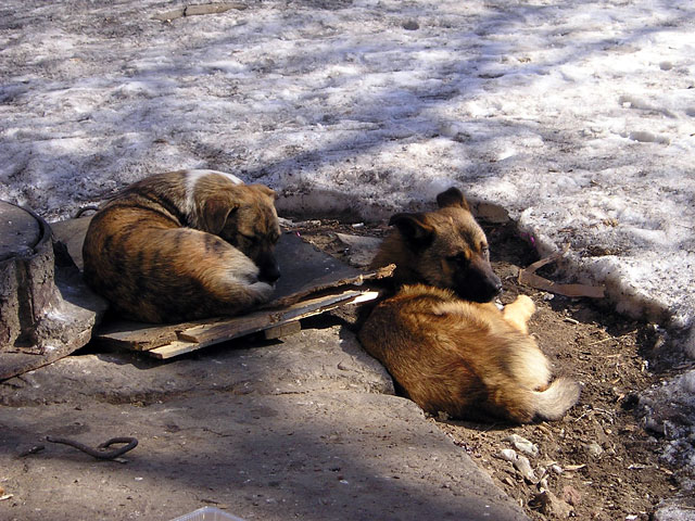 Отловить бродячих собак, который загрызли ребенка в Архангельске, должна будет специально сформированная группа