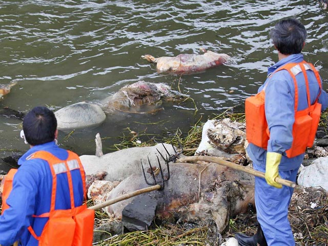 Свиные туши, обнаруженные на прошлой неделе в реке Хуанпу, все продолжают прибывать