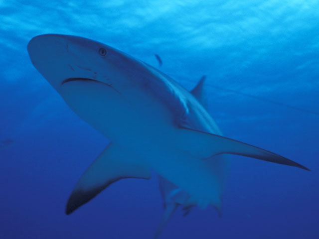Внимание защитников прав животных привлекла смерть акулы. Хищница умерла 6 марта с признаками стресса во время подготовки к съемкам рекламы розничных магазинов Kmart в Лос-Анджелесе